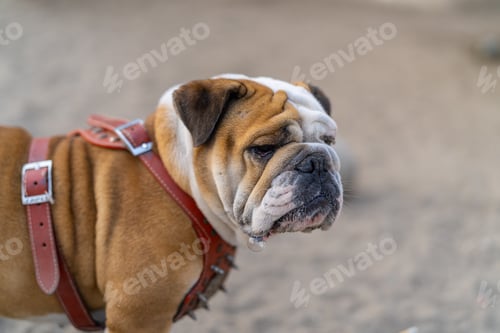 Preview: English bulldog wearing red leather harness standing outside