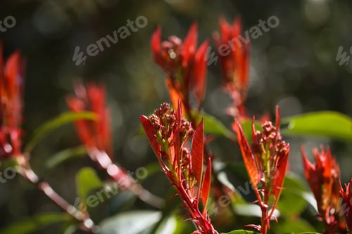 Preview: Different Plants Grow In The Park Background Image