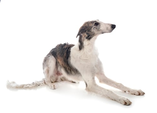 Preview: borzoi in studio