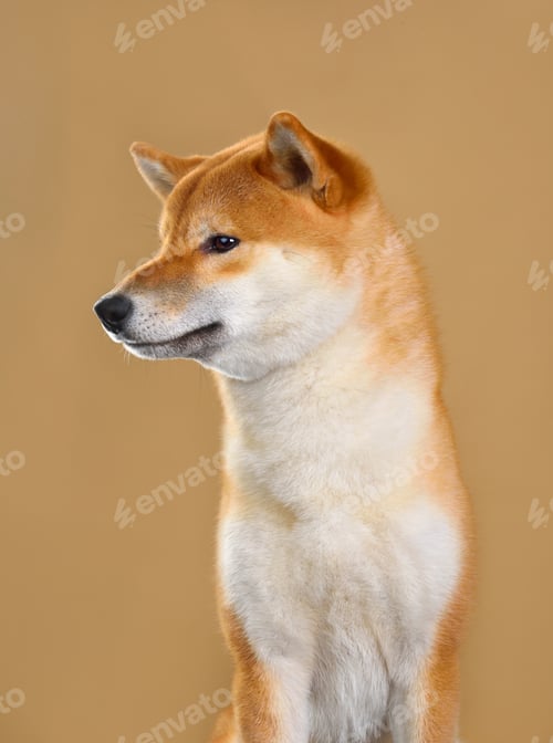 Preview: Thai Ridgeback dog