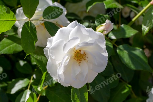 Preview: White ivy rose, scientific name; Rosa multiflora