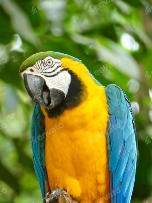 Preview: bird, parrot, Scarlet, Macaw