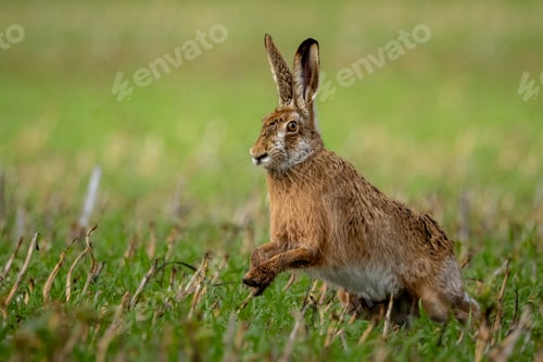Preview: Fluffy brown hare in a lush green field