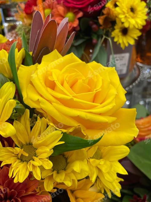 Preview: Roses