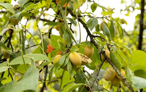 Preview: Green and yellow plums on a branch in the garden
