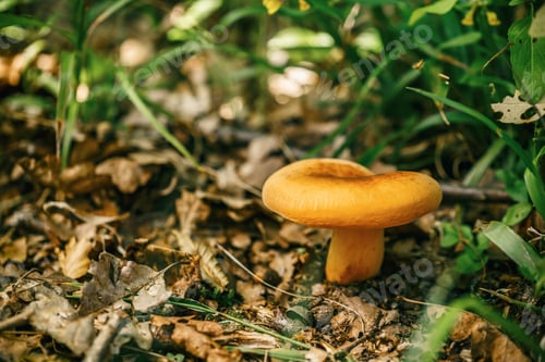 Preview: Mushroom