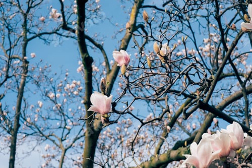 Preview: Magnolia tree in bloom