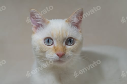Preview: A cat that is looking at the camera