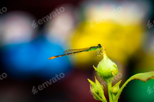 Preview: Colorful Dragonfly