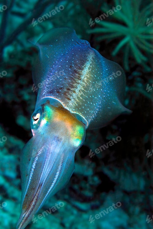 Preview: Caribbean Reef Squid