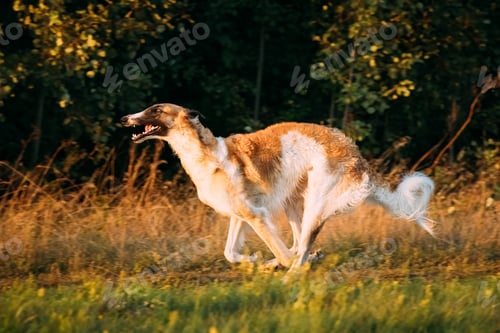 Preview: Russian Dog, Borzoi Fast Running In Summer Sunset Sunrise Meadow