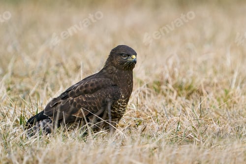 Preview: Common buzzard (Buteo buteo)