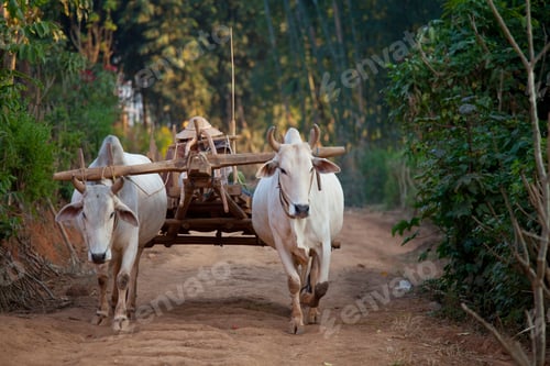 Preview: Cow in Asia