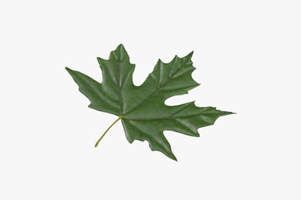 Preview: Green Maple Leaf - Detailed Veins