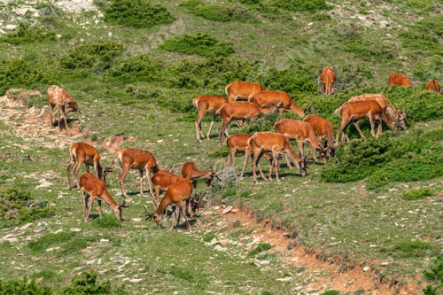 Preview: A herd of deer grazes on a mountain slope