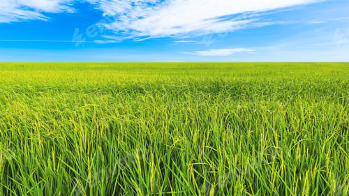 Preview: light green rice fields with sky, fresh nature for nature background