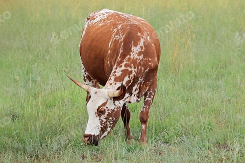 Preview: Nguni cow on rural farm - South Africa
