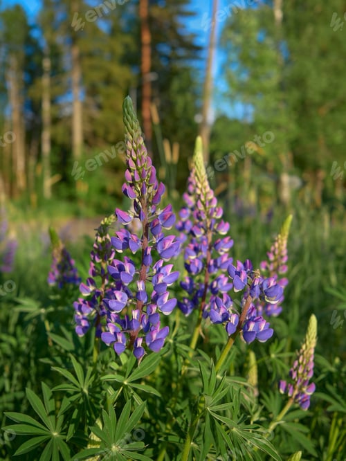 Preview: Flowers of forests and fields of Northern Europe: lupins, lupinus.
