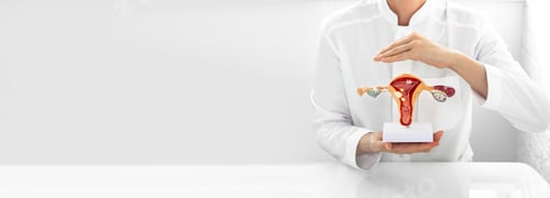 Preview: Gynecology concept, diagnostic and medical care of gynecological disease. Gynecologist holding