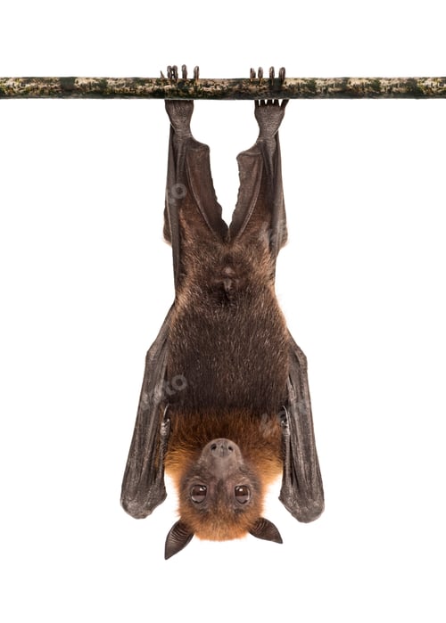 Preview: Lyle's flying fox hanging from a branch, Pteropus lylei, isolate