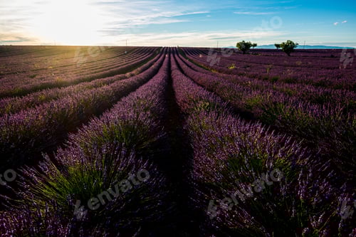 Preview: Lavender field in france, provence valensole. Beautiful nature outdoors landscape with lavender