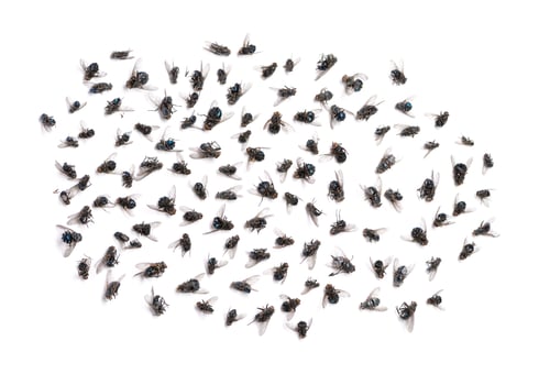Preview: Group of dead flies, isolated on white