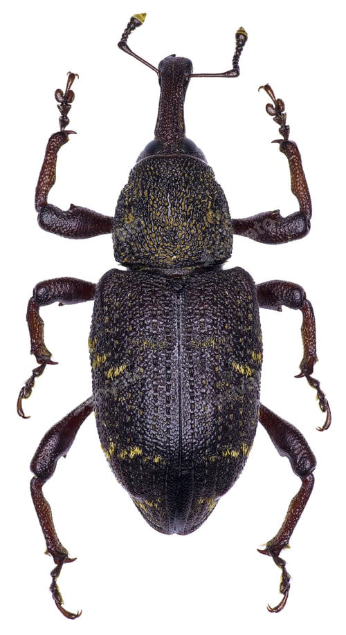 Preview: Hylobius abietis beetle specimen
