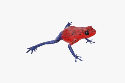 Visualização: Red Strawberry Poison Dart Frog