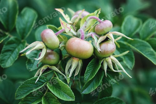 Preview: Green Rose hip, fruit of sweet-brier, unripe Rosa rugosa fruits growing on bush