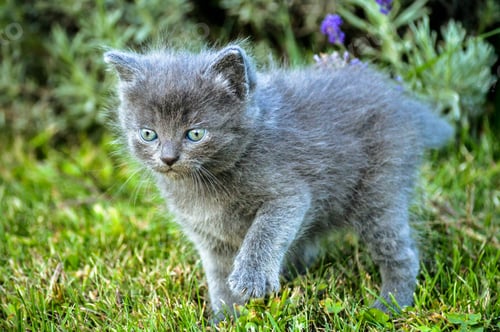 Preview: Cute fluffy baby cat in the garden