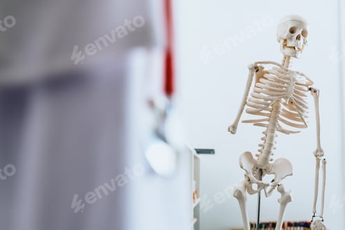 Preview: Anatomical skeleton in the clinic of a family doctor.