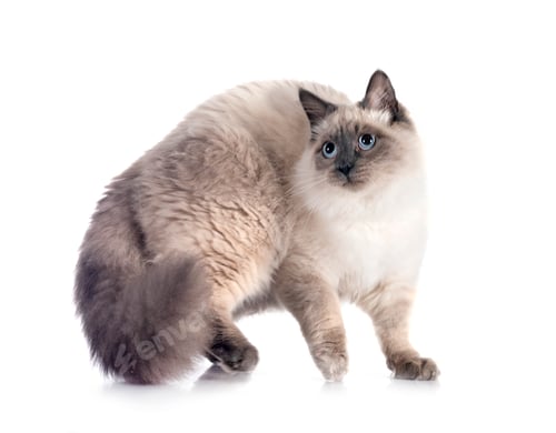 Preview: siberian cat in studio