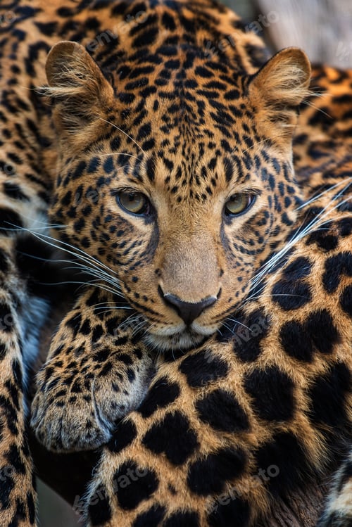 Vista previa: Close up leopard portrait