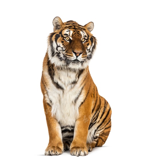 Preview: Tiger sitting in front of a white background, big cat