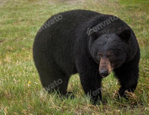 Preview: Large black bear scavenging for bugs and plants in the Alberta Rocky Mountains.