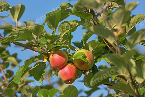 Preview: Fresh apple in the garden. Fresh apple in the tree.
