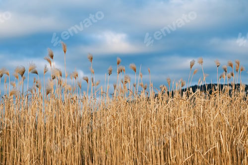 Preview: Beautiful nature background view