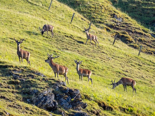 Preview: Wild male deers in the highlands of Scotland