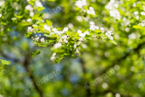 Preview: Blooming bush or tree with blue sky at the background. White flowers on the branch.