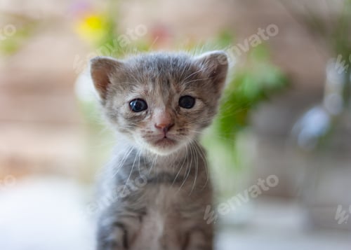 Preview: Cute gray tree-week-old kitten is looking curious.Newborn kitten, kid animals veterinary concept.