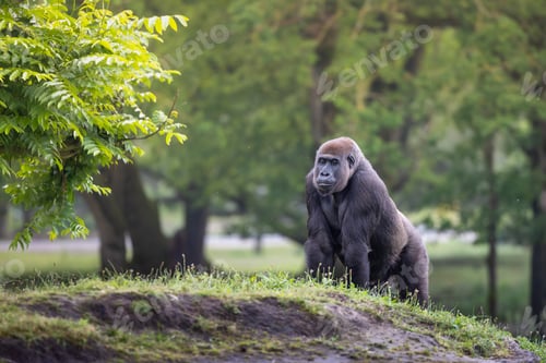 Preview: Western lowland gorilla on green grass at a zoo