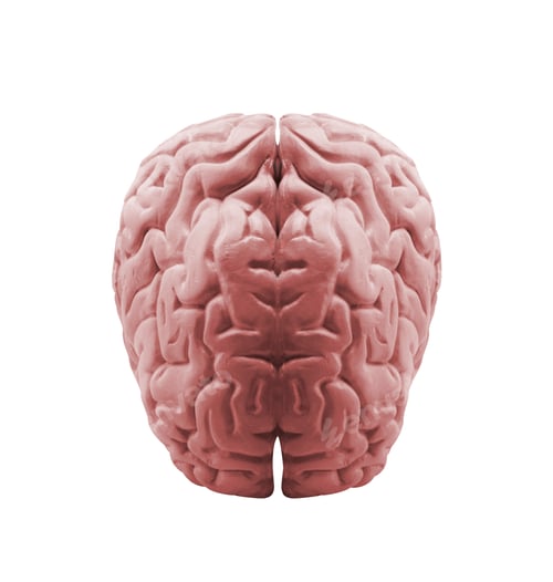 Preview: The human brain