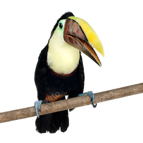 Preview: Swainson's Toucan