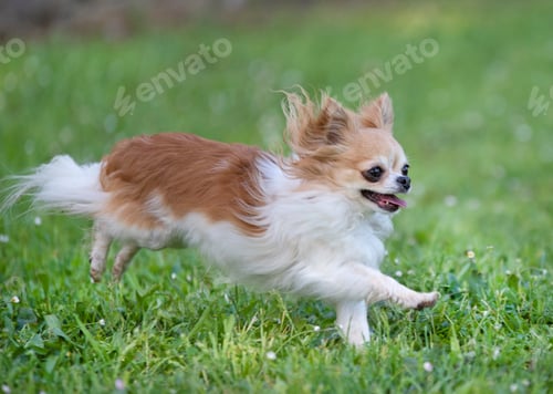 Preview: chihuahua in nature