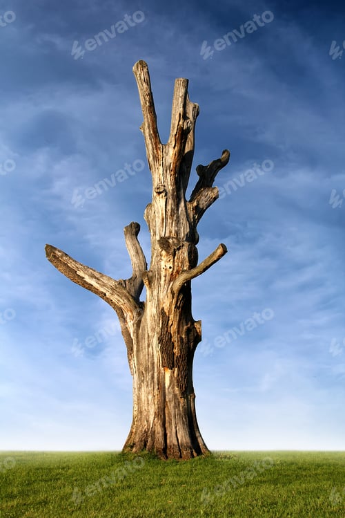 Preview: Old tree