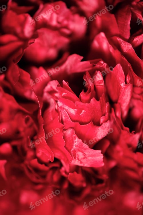Preview: Beautiful blossoming red carnation in closeup