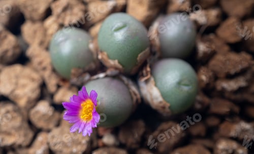 Preview: Unique Succulent Lithops with Vibrant Purple Flower
