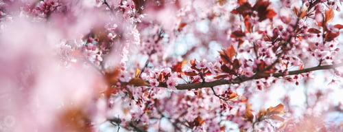 Preview: Spring blossom border with pink blooming tree. Beautiful nature scene with flowers on tree and sun