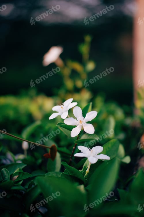 Preview: Photo of blossoming tree brunch with white flowers on bokeh green background. Toned with color filte