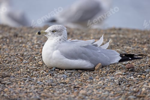 Preview: Ring billed gull is nestled on a beach.